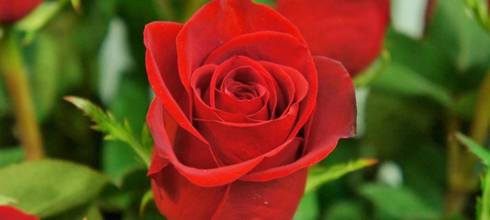 TIPS: San Valentín, Guía para comprar rosas rojas